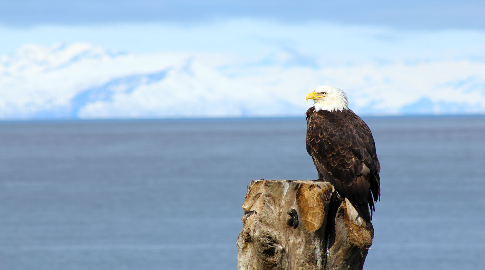 bald eagle perched