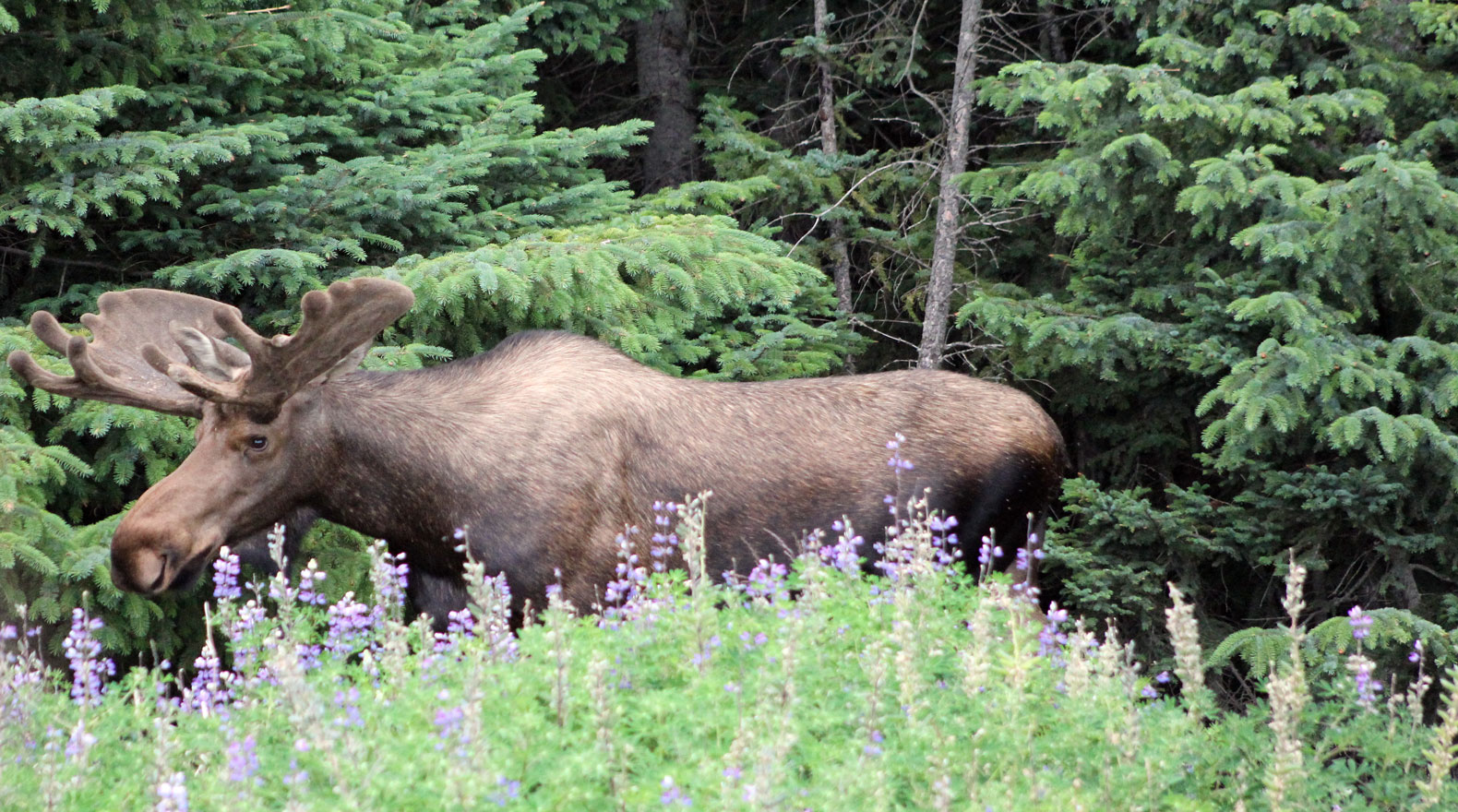 moose in the woods