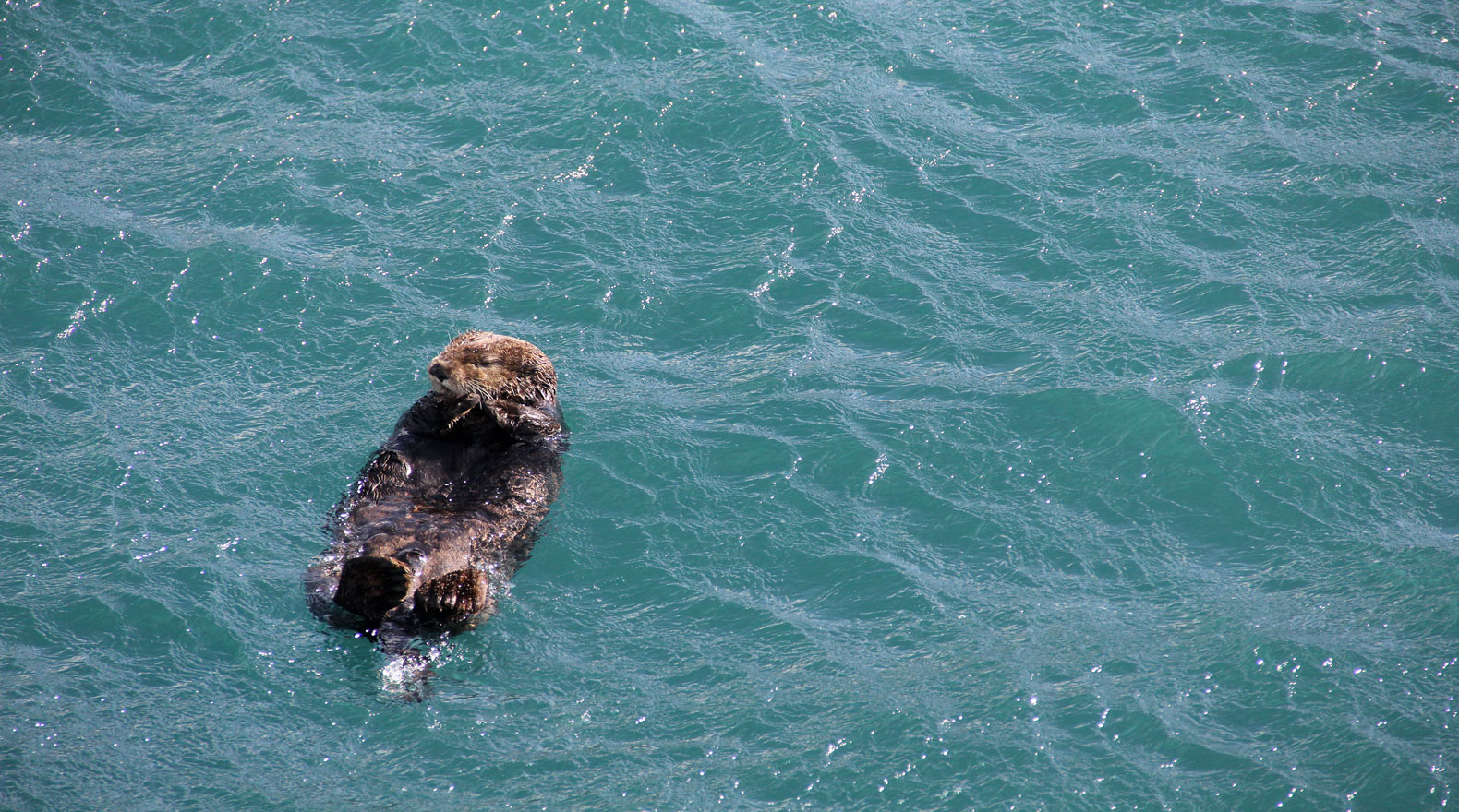 otter floating in water